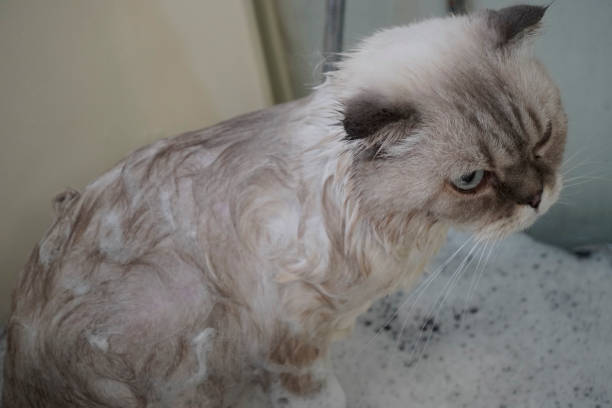 istock cat visits groomer, groomer bathing a cat 1717904479