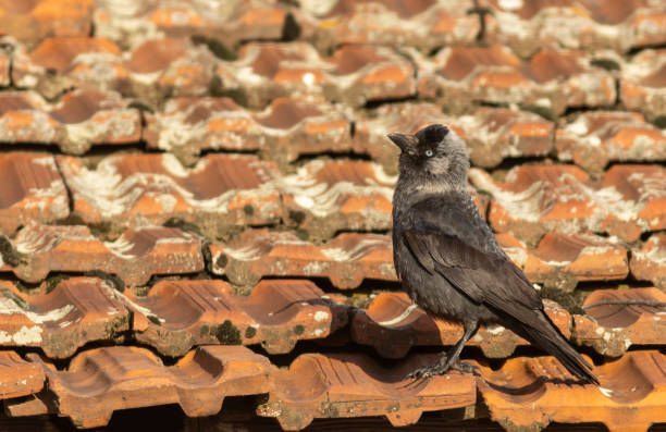 istock Pair of Jackdaws sitting on roof 1717909196
