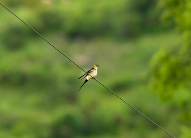 Red-rumped Swallow perch on wire on field Red-rumeped swallow (hirundo daurica) red rumped swallow stock pictures, royalty-free photos & images