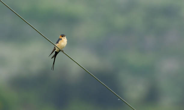 Red-rumped Swallow perch on wire on field Red-rumeped swallow (hirundo daurica) red rumped swallow stock pictures, royalty-free photos & images