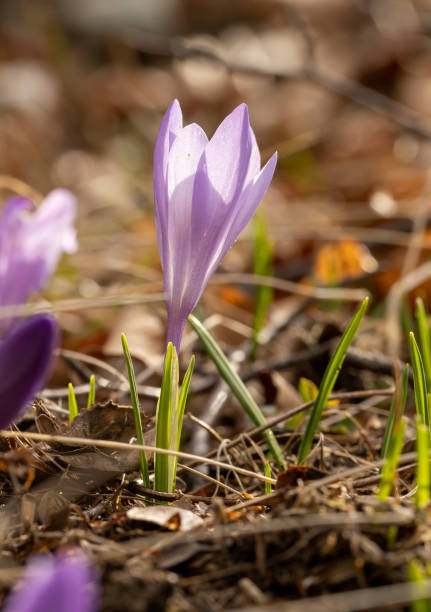 istock Morning Crocus flower in early spring 1717932781