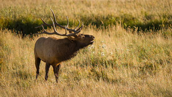 Bull elk during the rut, in the Rocky Mountains of Colorado.