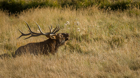 Bull elk during the rut, in the Rocky Mountains of Colorado.