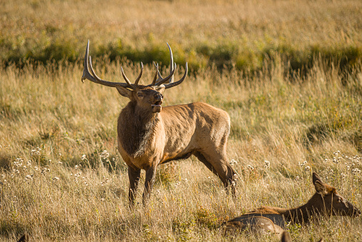 Bull elk during the rut, in the Rocky Mountains of Colorado.