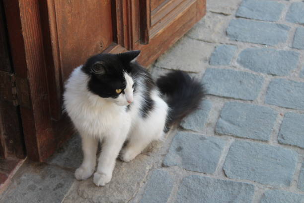 istock A stray black and white cat looking to the right 1717935014