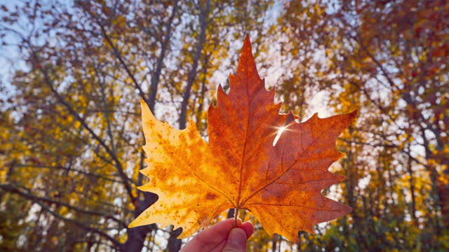 Autumn leaf swirl in hand and shining sun rays in the autumnal branches of trees in forest, fall season inspiration video
