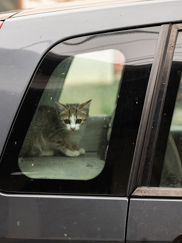 A cat sitting inside a car looking at the camera through the window