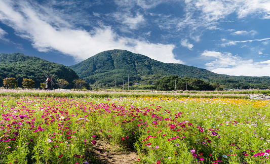 Cosmos flower field at the Cosmos Festival (October 4, 2023, Hadong-gun, Gyeongsangnam-do, Korea)