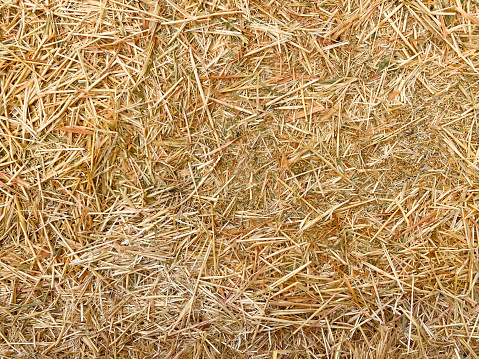 Rice straw background in the rice field .