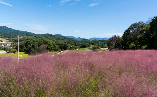 Purple Pink Muhly Hill (October 4, 2023, Namwon-si, Jeollabuk-do, South Korea)