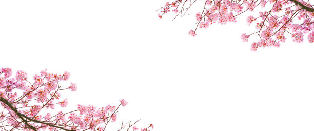 istock Pink sakura in spring isolated on white background. 1717943577