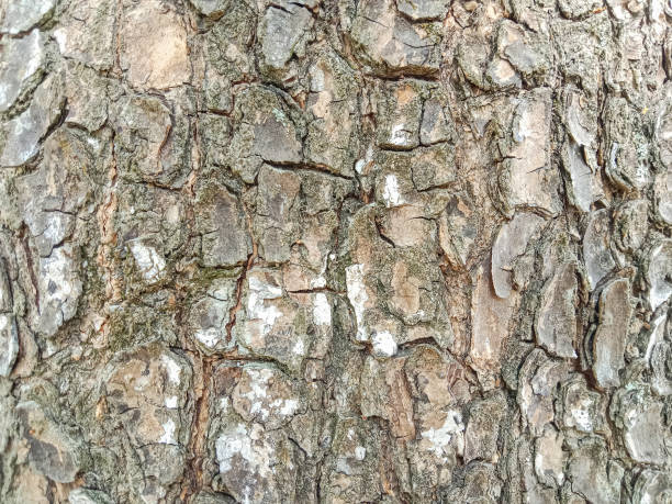 istock Tree bark texture. Tree, bark. Abstract texture background of tree bark. Texture of tree bark. Wood texture background. 1717967211