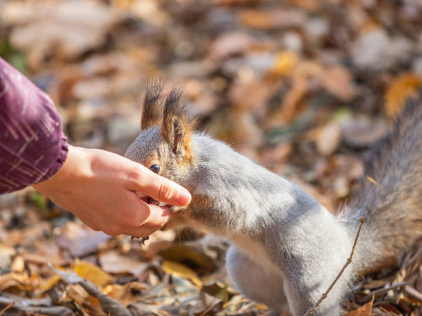 istock Girl feeds a squirrel with nuts in an autumn park. 1717972502