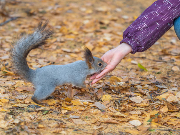 istock Girl feeds a squirrel with nuts in an autumn park. 1717973103