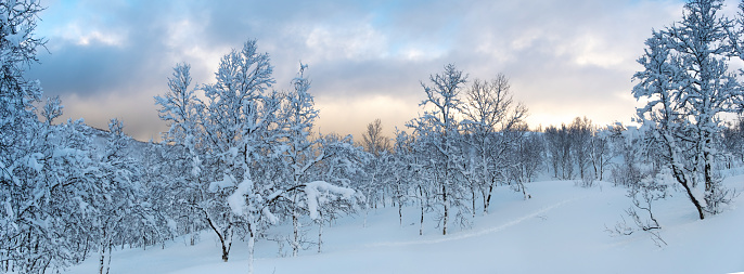 Panorama of Winter snowy forest with icy branches. New Year and Christmas background