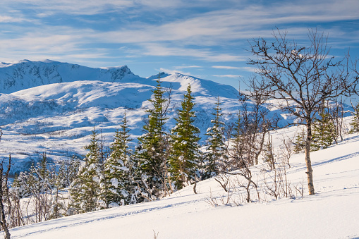 Winter Norway landscape with forest, mountains and fjord. New Year and Christmas background