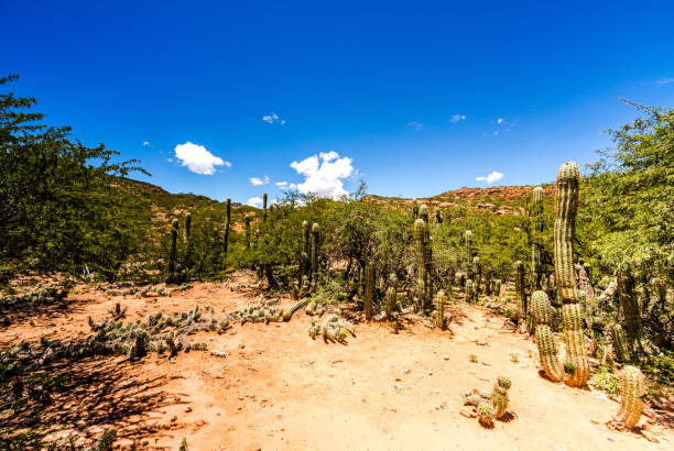 istock Bolivian countryside 1717990667