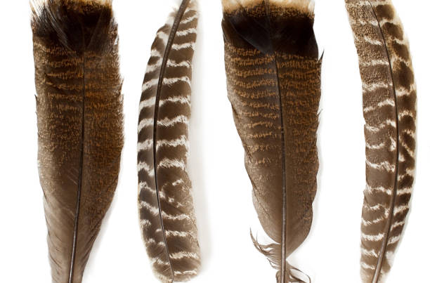 minimal image of wild bird plumage that has many uses and meanings