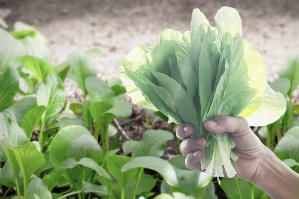 istock Financial data graph, chart and candlesticks diagram show successful investment on agriculture farm business with closeup of farmer's hand grab vegetable. 1718009771