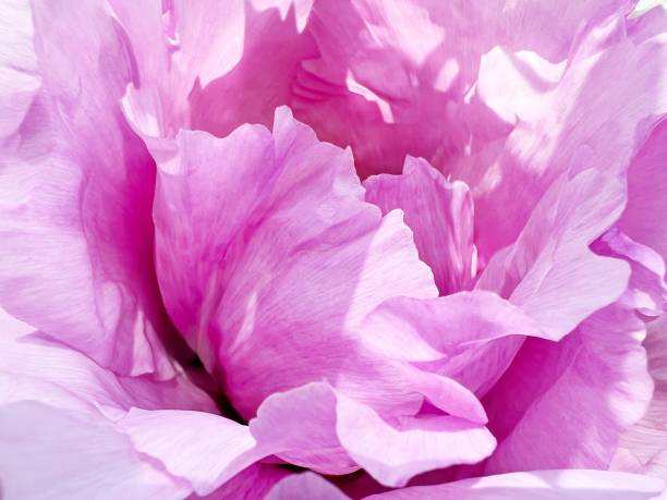 istock Beautiful flower petals pink white peony blossom. 1718010280