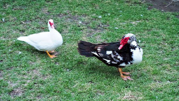 istock A pair of Muscovy Duck (Cairina moschata) 1718048016