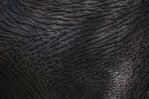 Close-up background pattern of Asian elephant skin