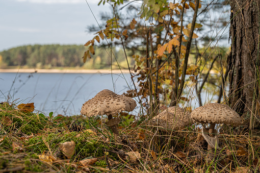 Autumn fly agaric mushrooms in the forest near a tree against the backdrop of a landscape with a river.