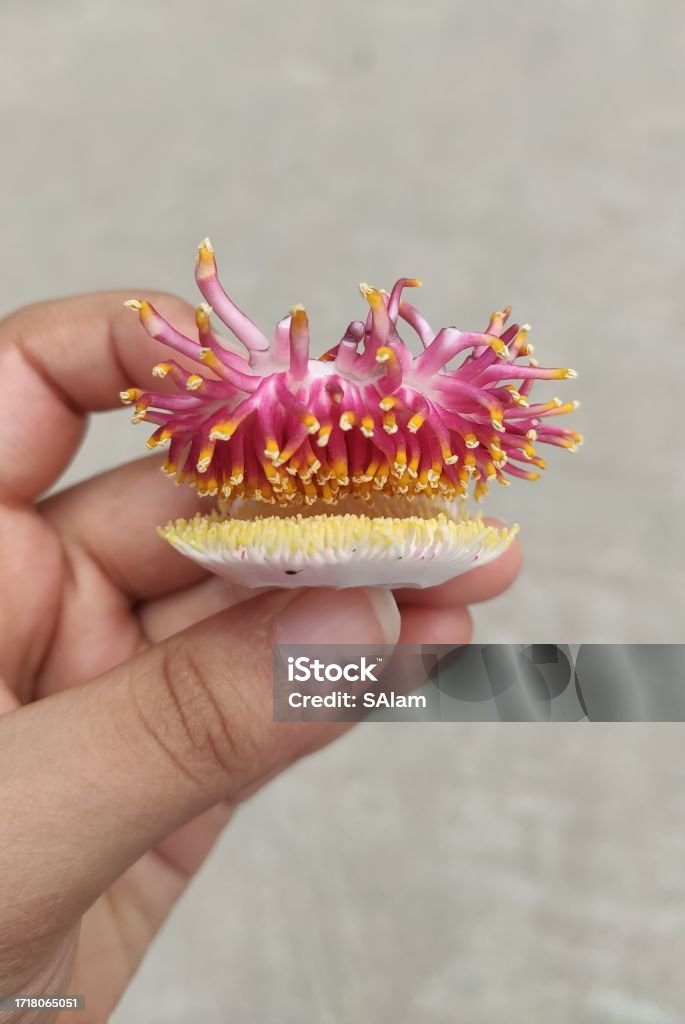 Holding weird shaped flower 25-29 Years Stock Photo