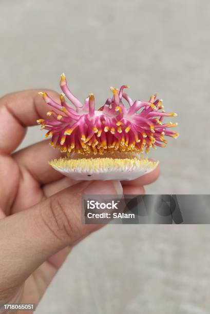 Holding Weird Shaped Flower Stock Photo - Download Image Now - 25-29 Years, Adult, Adults Only