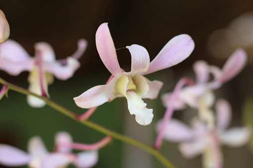 Flowering dendrobium orchid