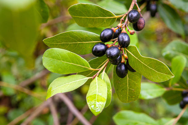 istock Mediterranean laurel leaves and fruits 1718080601