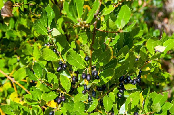 istock Mediterranean laurel with fruits 1718083766