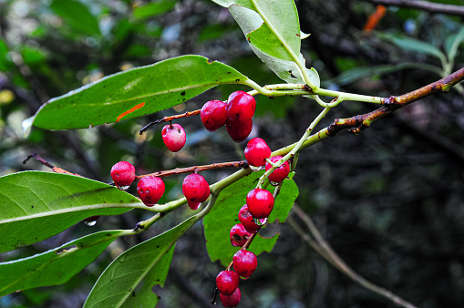 Alder Buckthorn (Frangula alnus) - Red fruit