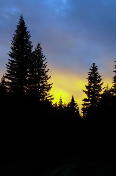 istock Vertical view of fir trees at sunset 1718096703