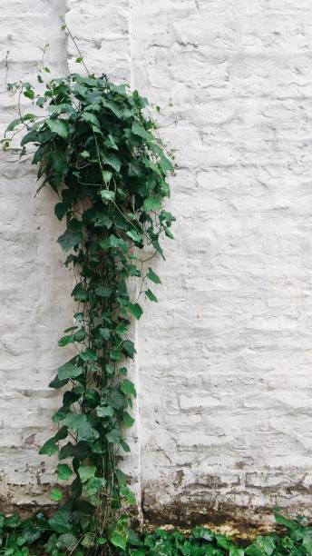 istock Climbing plant on the white background 1718098307
