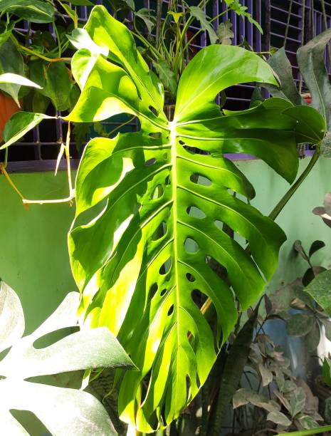 istock Monstera bush soaking in the sun 1718098338