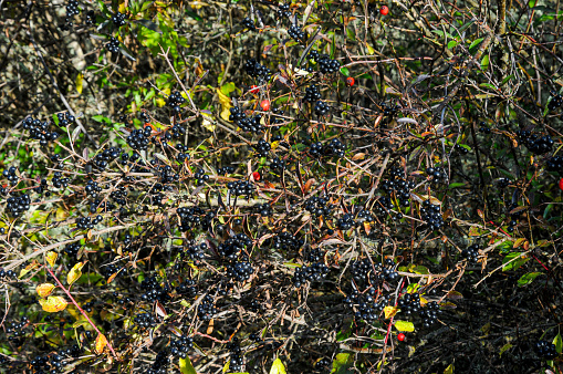 Ligustrum vulgare (Common Privet) Plants