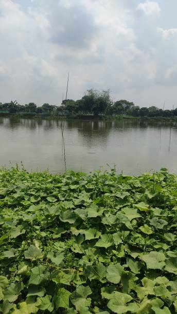 istock the pond and the bush 1718101068