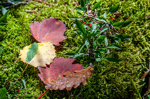 Poplar tree leaves on moss in autumn