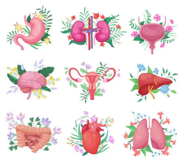 Vector illustration of Human organs with flowers set, anatomy collection with floral decoration, blossoms