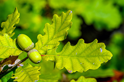 Oak tree and acorns with copyspace