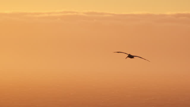 Silhouette of pelican flying over the ocean during the sunset