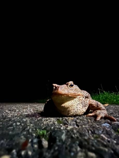 crapaud  - common toad photos et images de collection