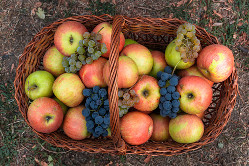 Wicker basket full of fruit apples and grapes on the grass