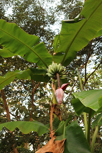 Banana trees bear fruit with banana flowers