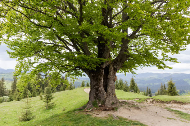 istock Old beech on mountain meadow against the distant mountain ridges 1718157498