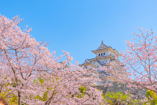 Japan - April 3, 2023 : Himeji Castle with Pink Sakura Branches in Springtime, Himeji, Hyogo