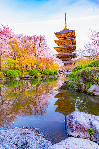 Japan - April 1, 2023 : Scenic view of Pagoda of Toji Temple and Sakura trees illumination at Sunset in Springtime, Kyoto