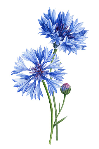 Blue Wildflower Watercolor. Beautiful bouquets of cornflower flowers on isolated white background, watercolor botanical painting. High quality illustration