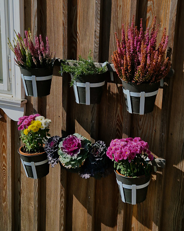 wall planter with autumn colored heather attached to the wall of the wooden paneling of the mountain hut. cottage ornamental cabbage, vegetables. pastel vibrant colors, carnea, erica, brassica oleracea, officinalis, rosmarinus, carnea, shelf